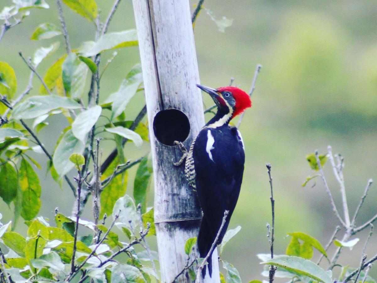 Cabanas Colibri Tayutic Τουριάλμπα Εξωτερικό φωτογραφία