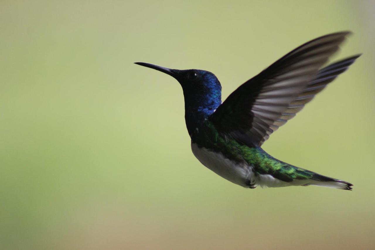 Cabanas Colibri Tayutic Τουριάλμπα Εξωτερικό φωτογραφία
