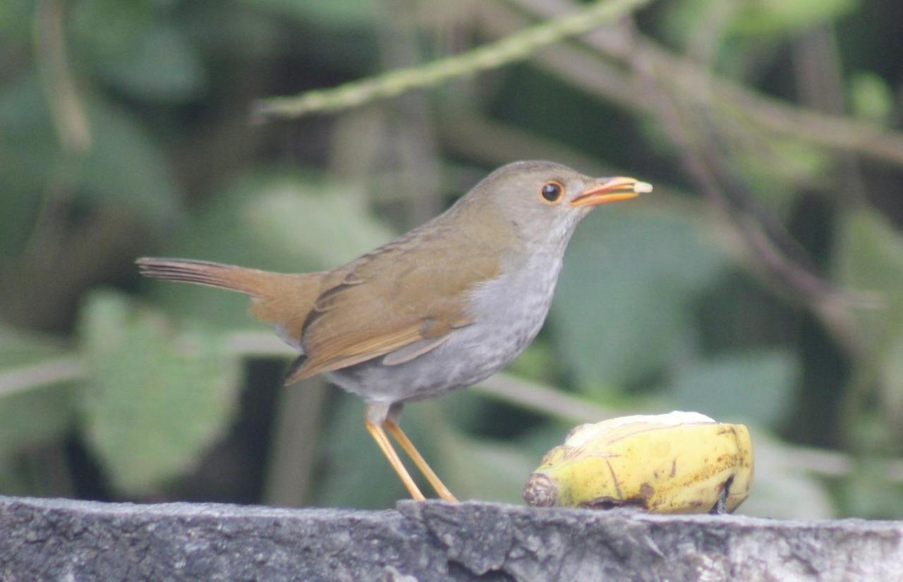 Cabanas Colibri Tayutic Τουριάλμπα Εξωτερικό φωτογραφία