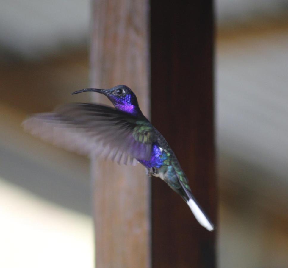 Cabanas Colibri Tayutic Τουριάλμπα Εξωτερικό φωτογραφία
