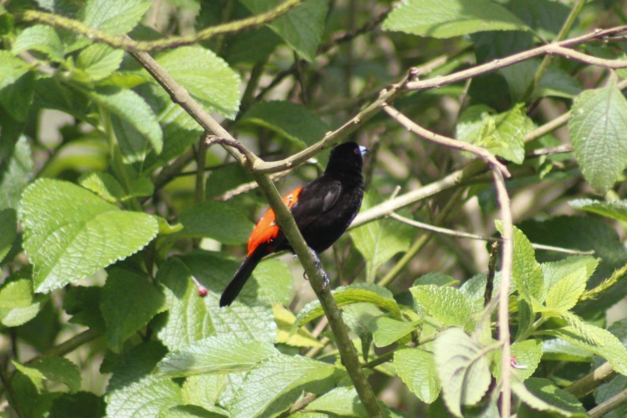 Cabanas Colibri Tayutic Τουριάλμπα Εξωτερικό φωτογραφία