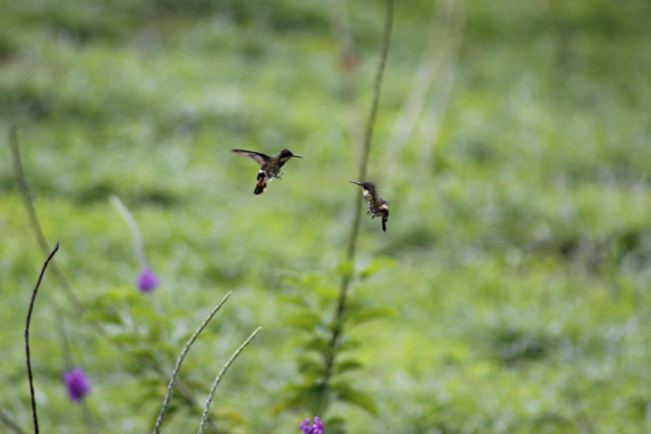 Cabanas Colibri Tayutic Τουριάλμπα Εξωτερικό φωτογραφία