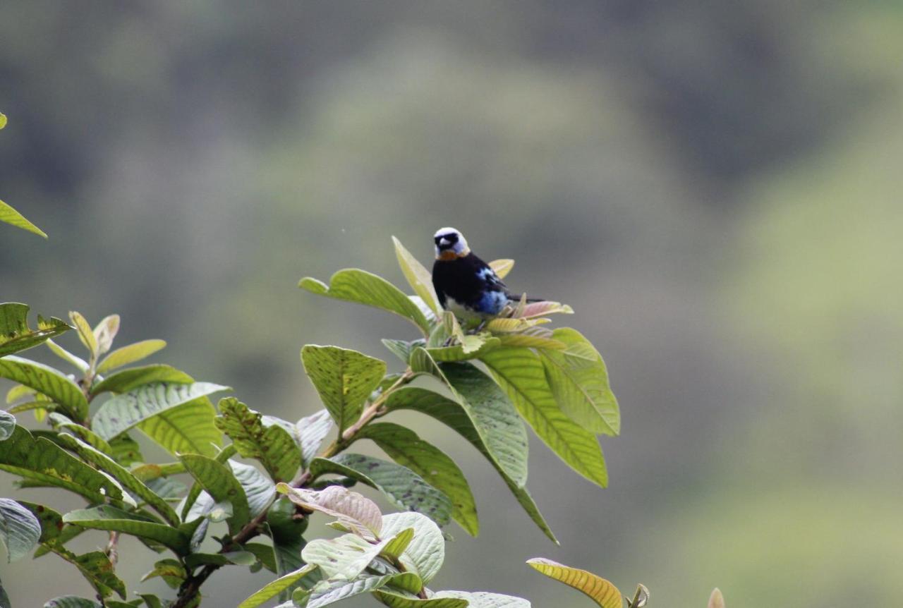 Cabanas Colibri Tayutic Τουριάλμπα Εξωτερικό φωτογραφία