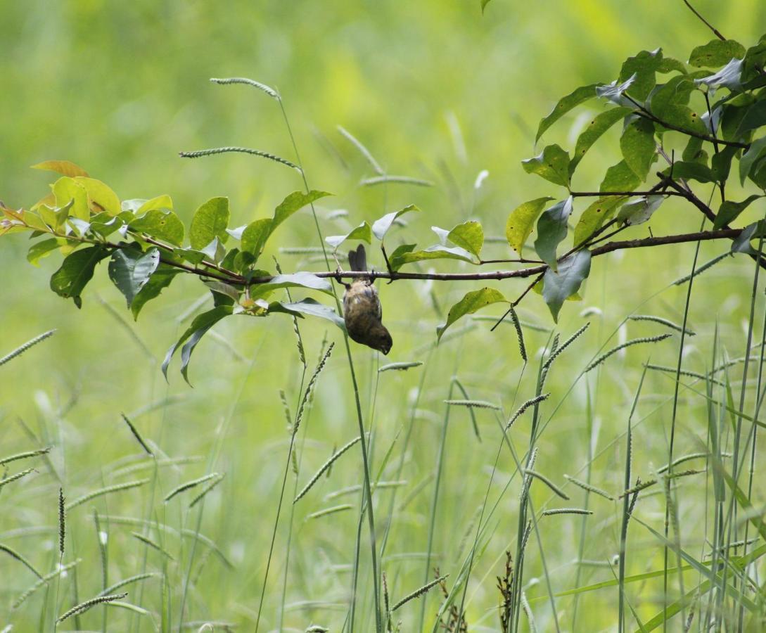 Cabanas Colibri Tayutic Τουριάλμπα Εξωτερικό φωτογραφία