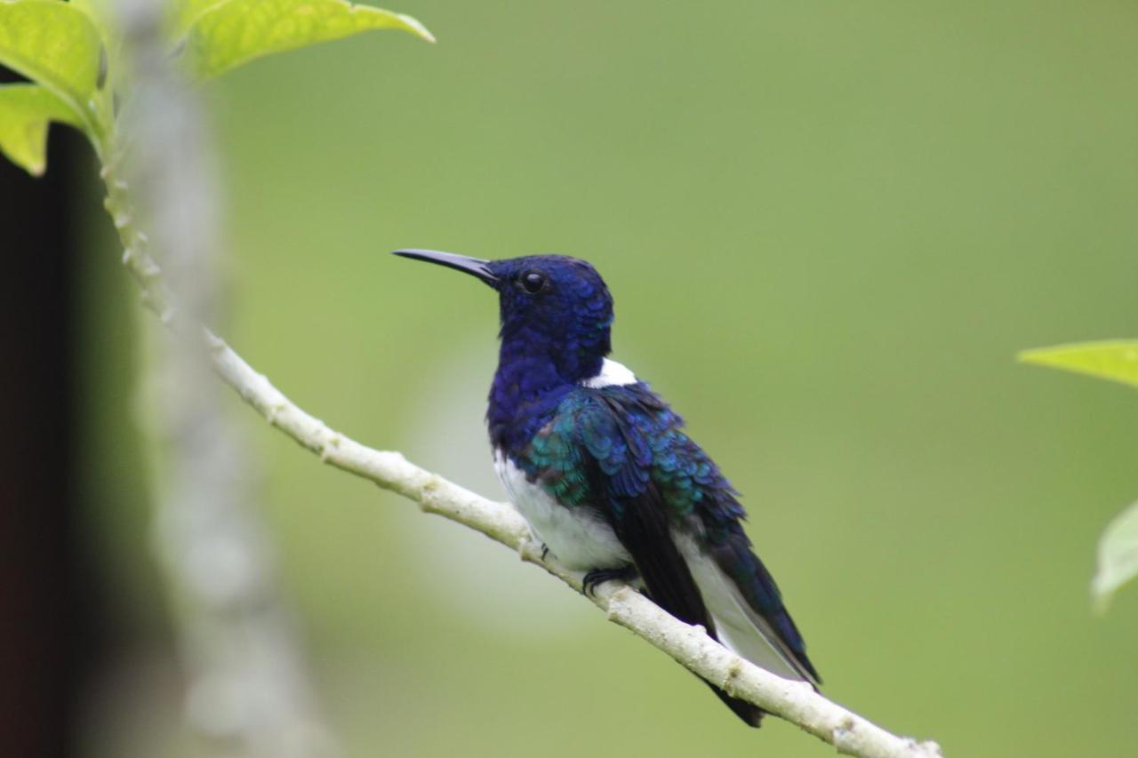Cabanas Colibri Tayutic Τουριάλμπα Εξωτερικό φωτογραφία