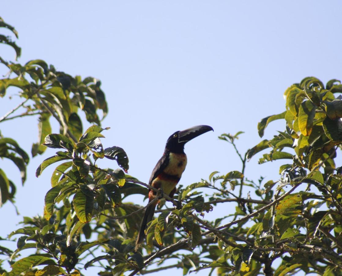 Cabanas Colibri Tayutic Τουριάλμπα Εξωτερικό φωτογραφία
