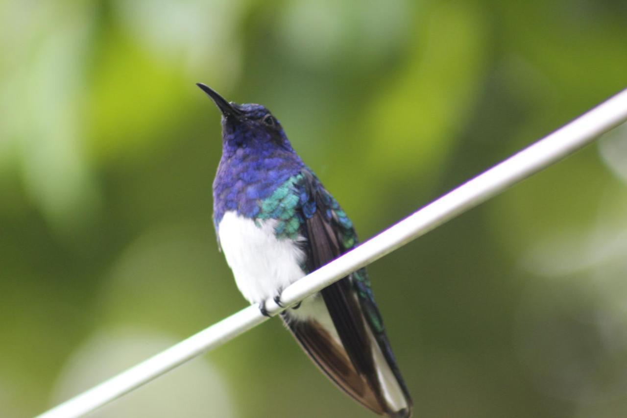 Cabanas Colibri Tayutic Τουριάλμπα Εξωτερικό φωτογραφία