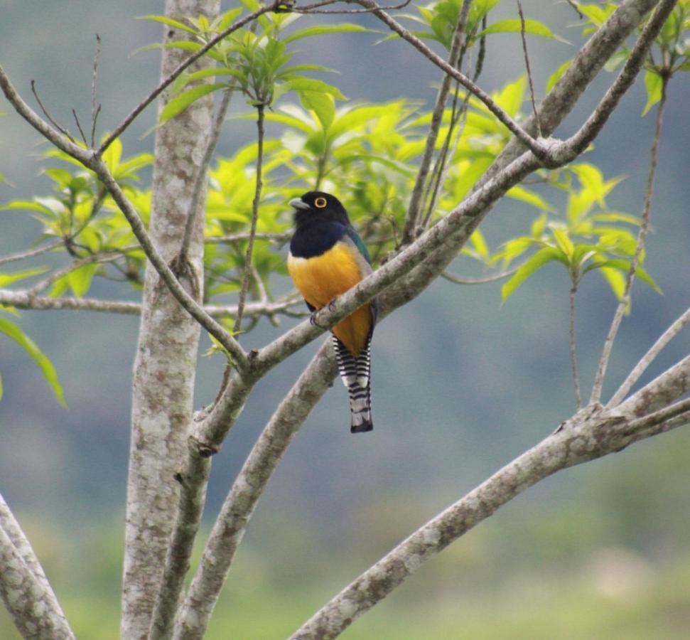 Cabanas Colibri Tayutic Τουριάλμπα Εξωτερικό φωτογραφία