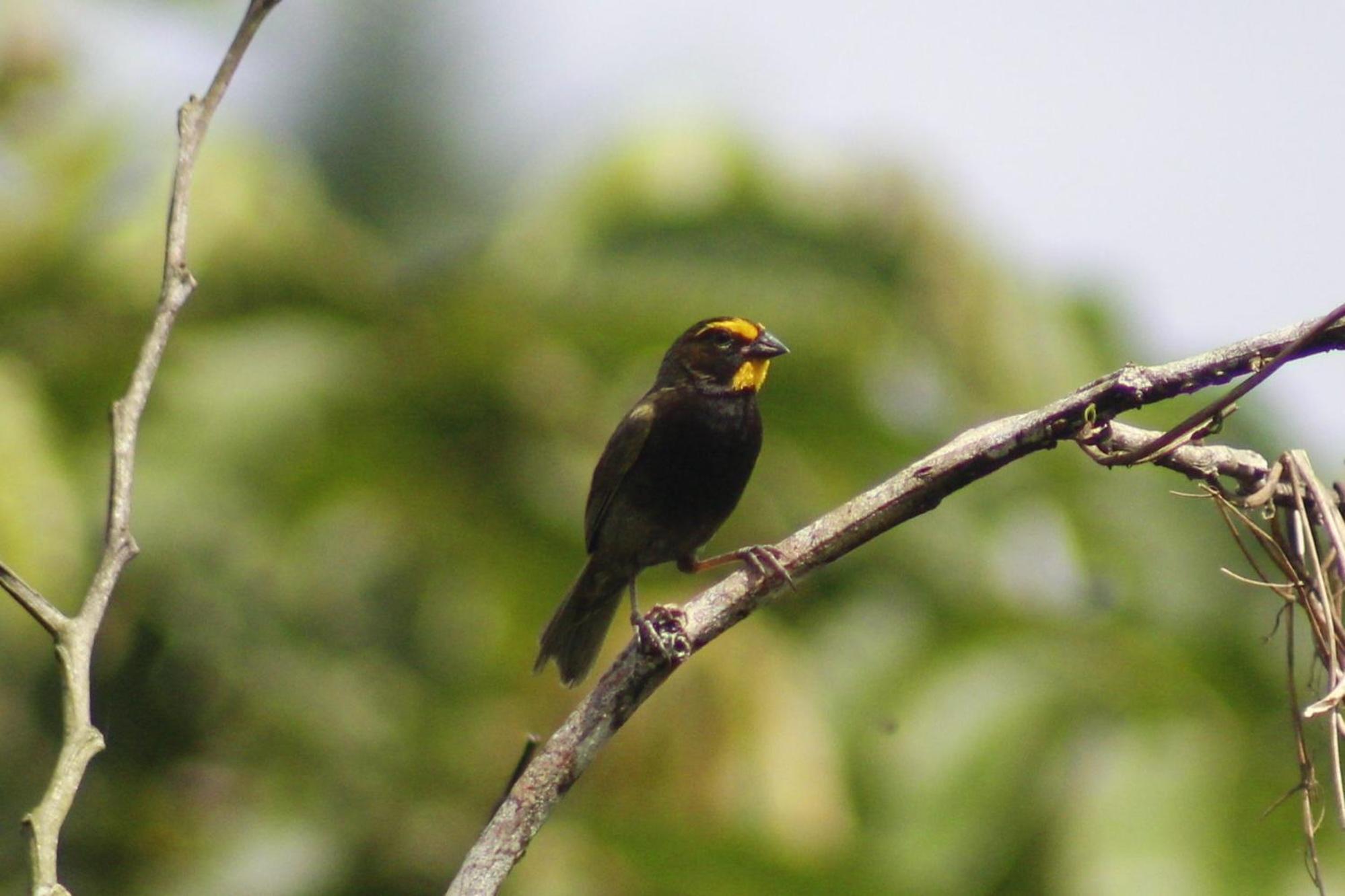 Cabanas Colibri Tayutic Τουριάλμπα Εξωτερικό φωτογραφία