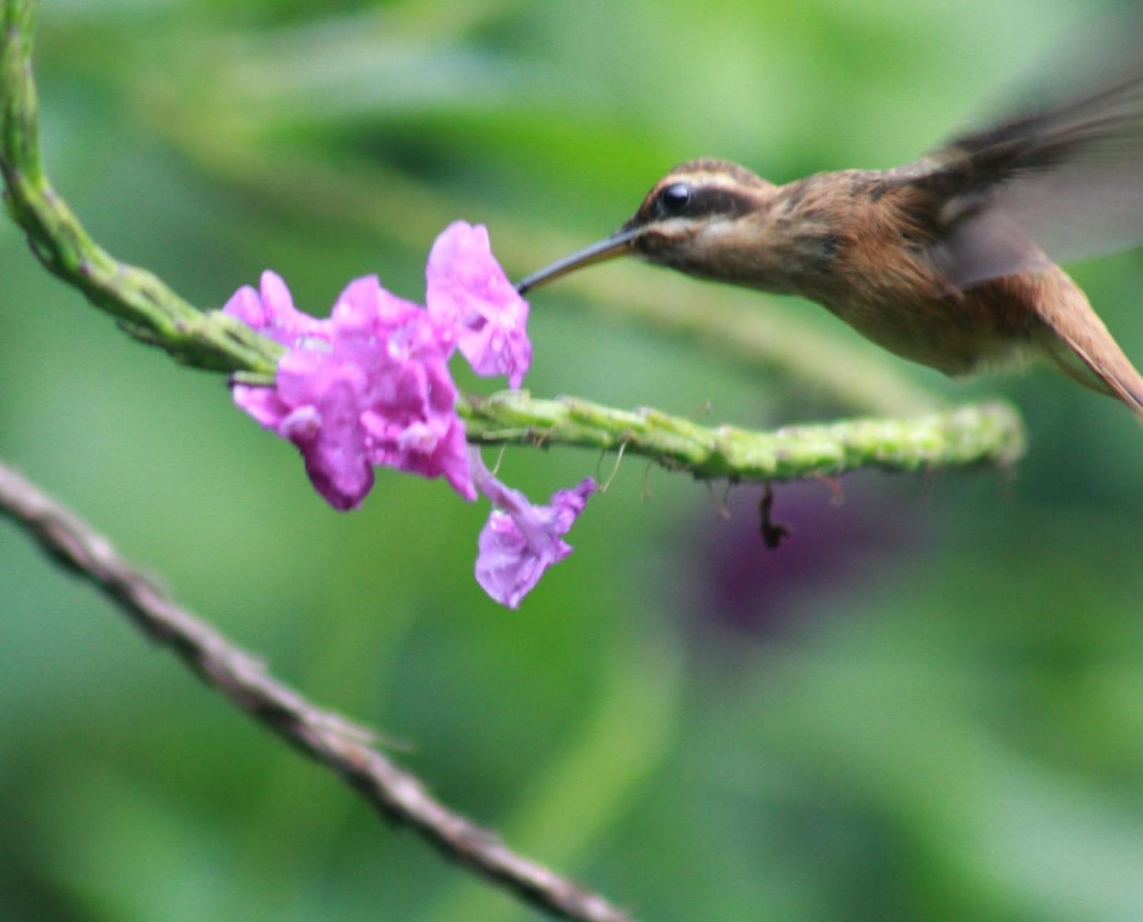 Cabanas Colibri Tayutic Τουριάλμπα Εξωτερικό φωτογραφία